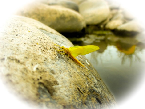 Ameletopsidae Twitter Instagram-0883