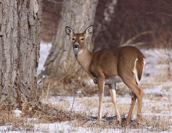 white tail deer (Penn State University - Erie)