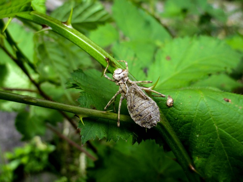 Dragonfly Shuck Instagram-0307