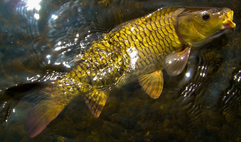 Golden Bonefish Twitter Instagram-025