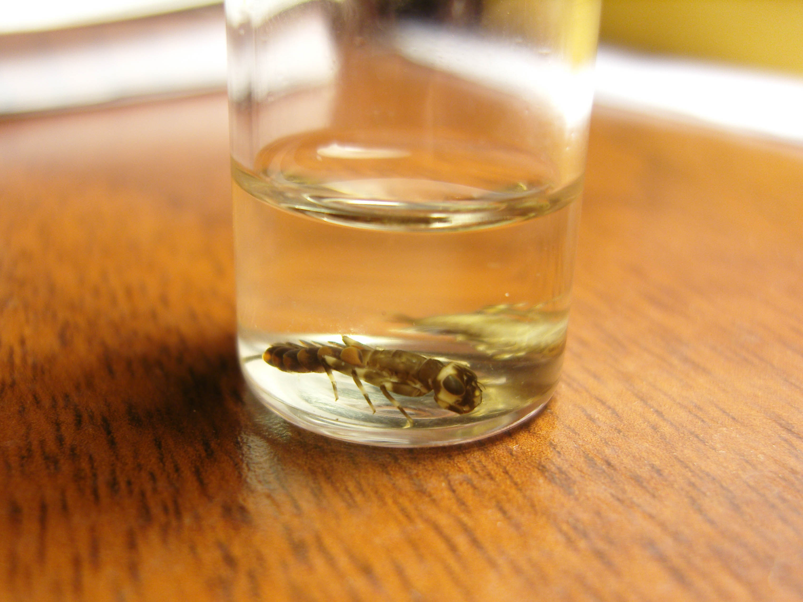 SAMSUNG DIGITAL CAMERA