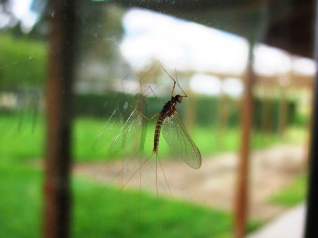 Ephemeroptera A&amp;P.COM-