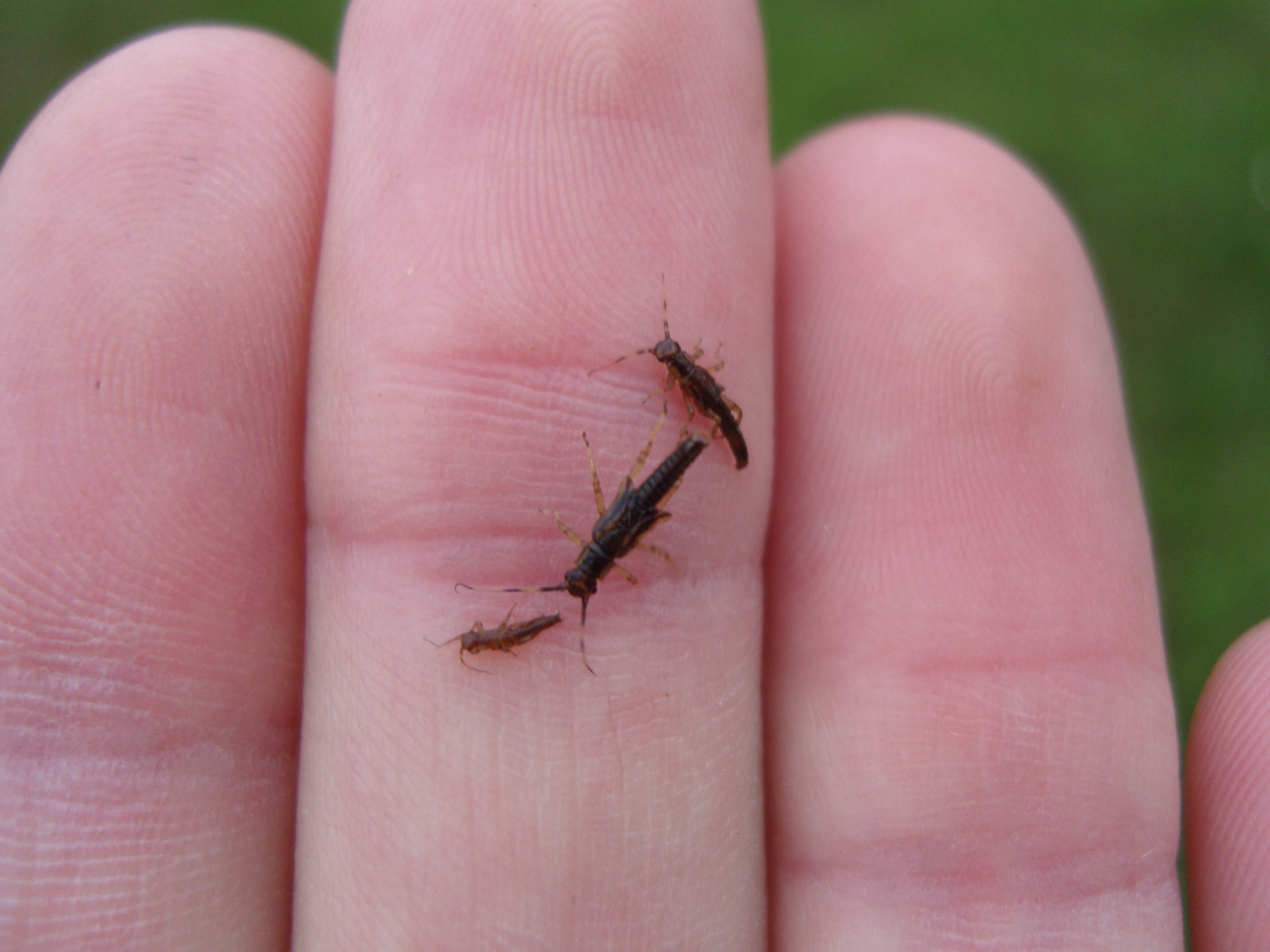 SAMSUNG DIGITAL CAMERA