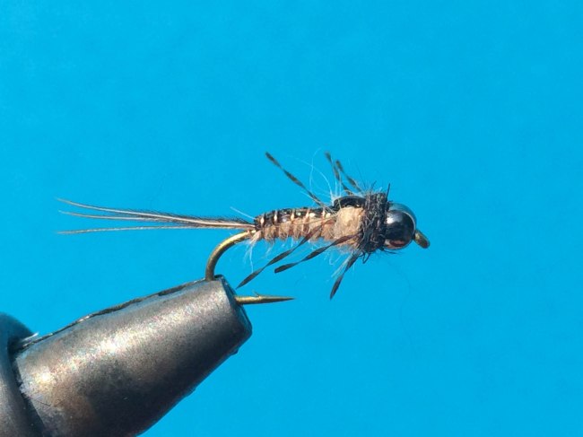 Morrish´s Anato-May-6199