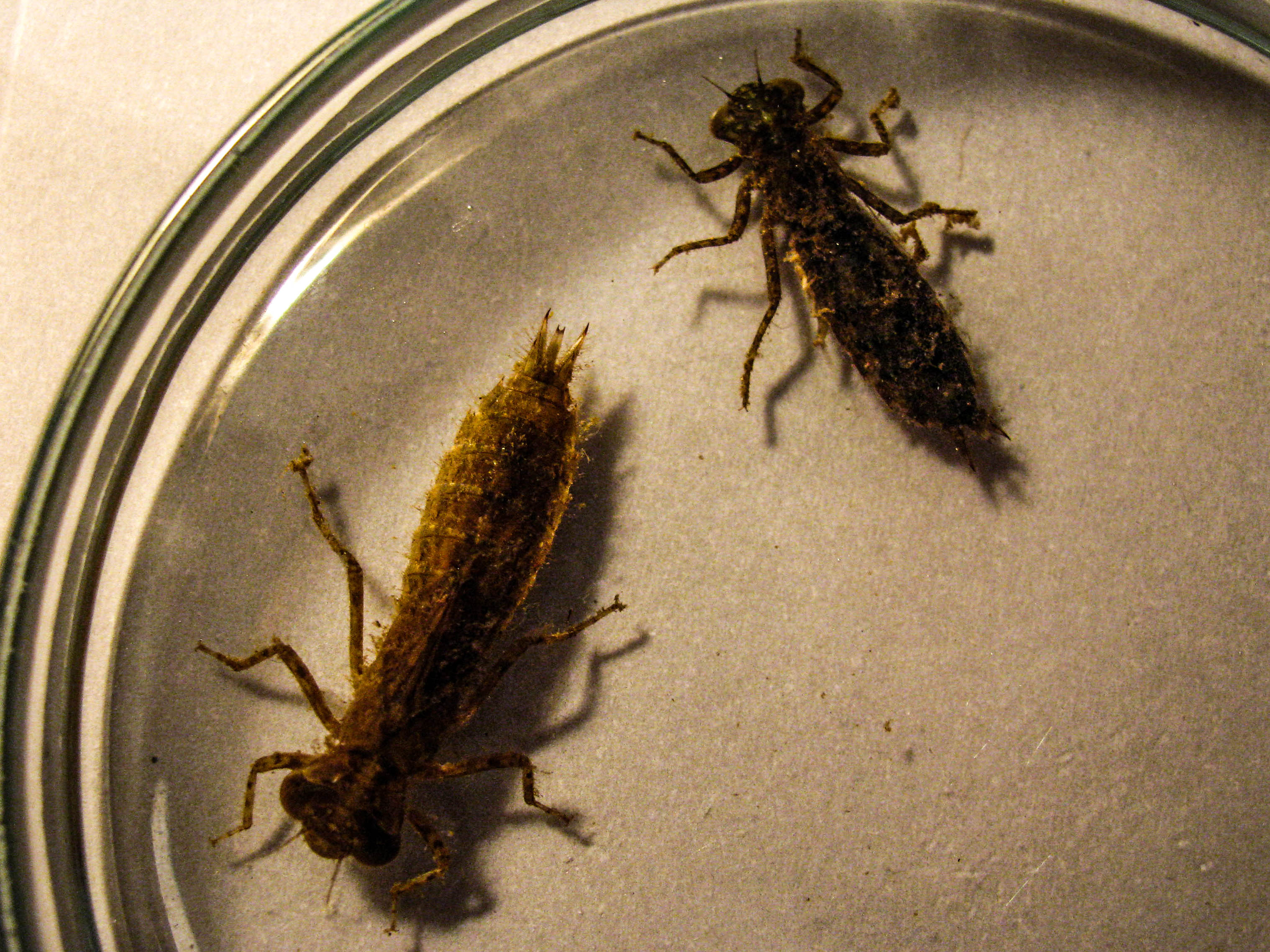 Odonata Rio Cruces-2226