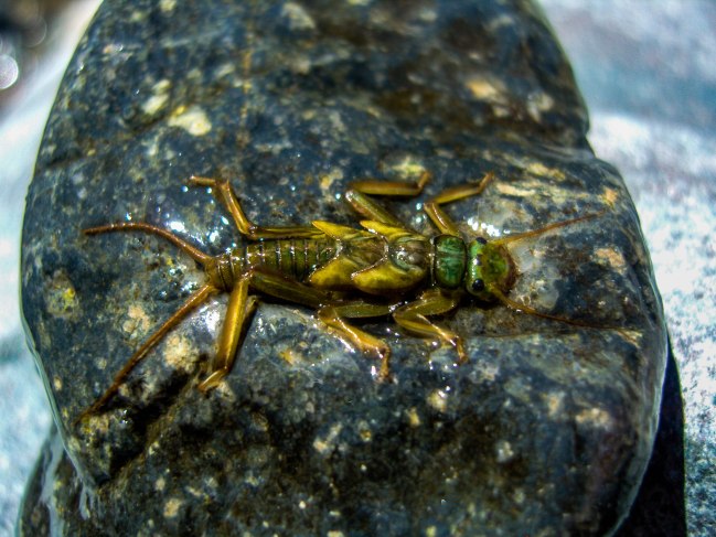 SAMSUNG DIGITAL CAMERA