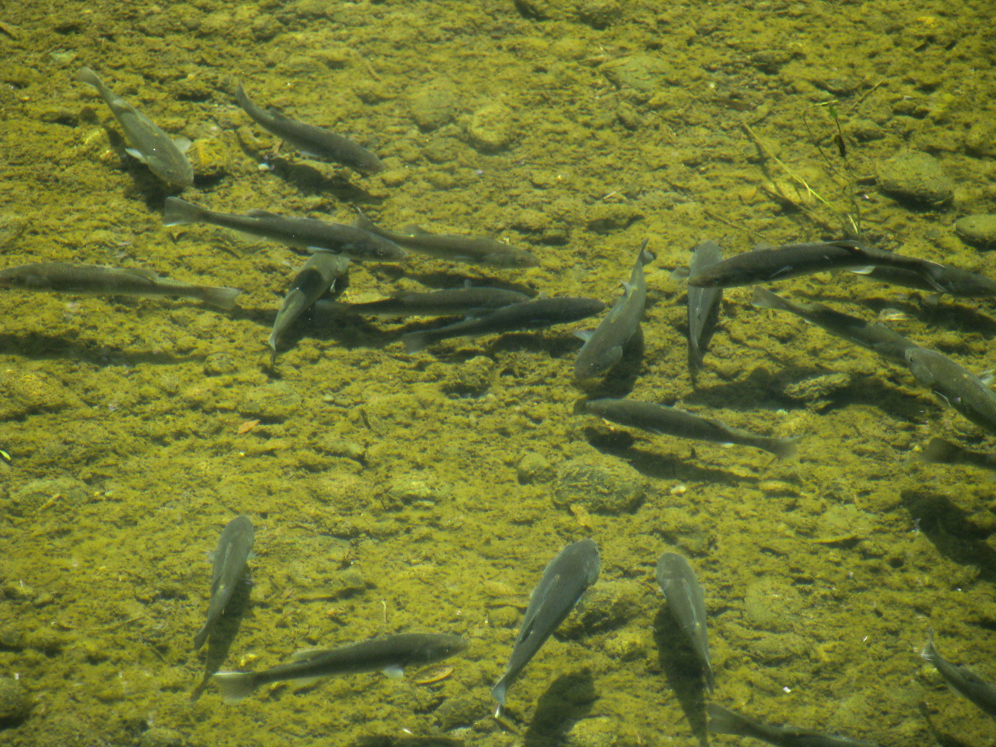 Cardumen Percas Rio Cruces-1150