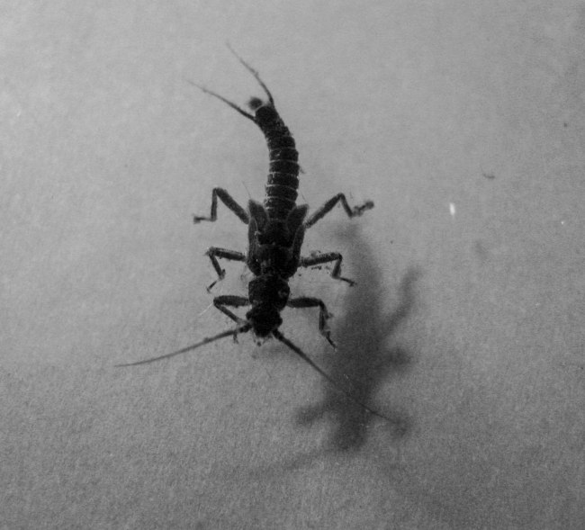 Plecoptero Rio Cruces-2233