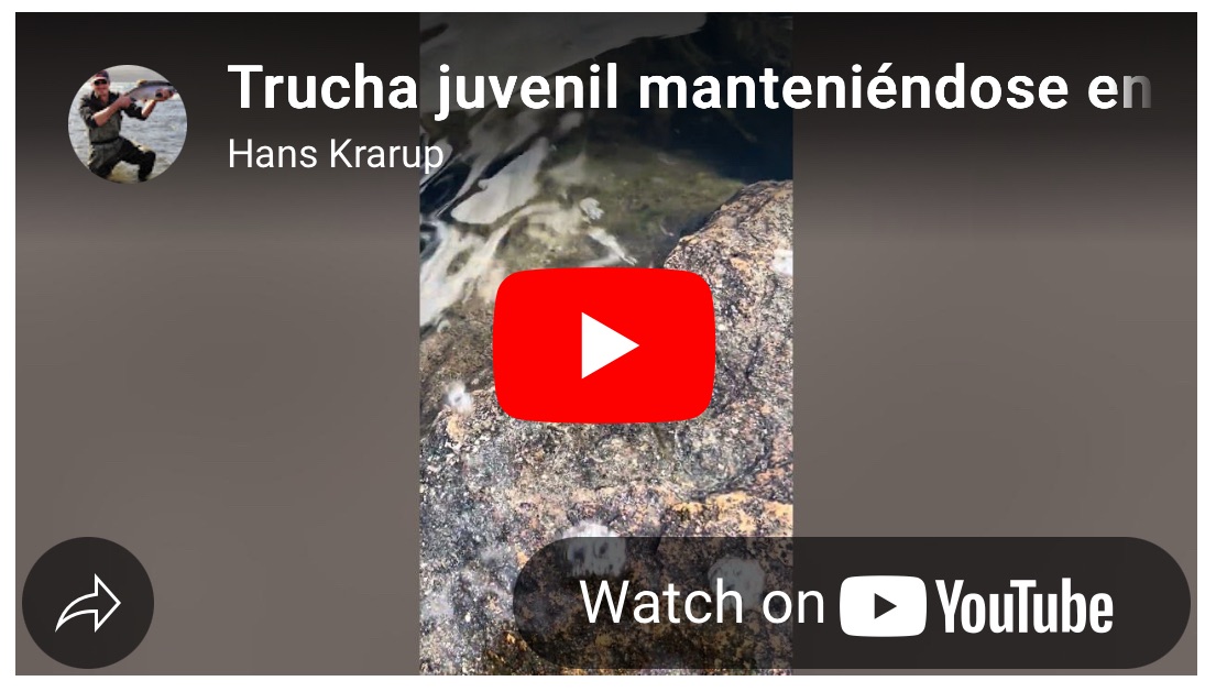 Trucha juvenil manteniéndose en la&nbsp;corriente